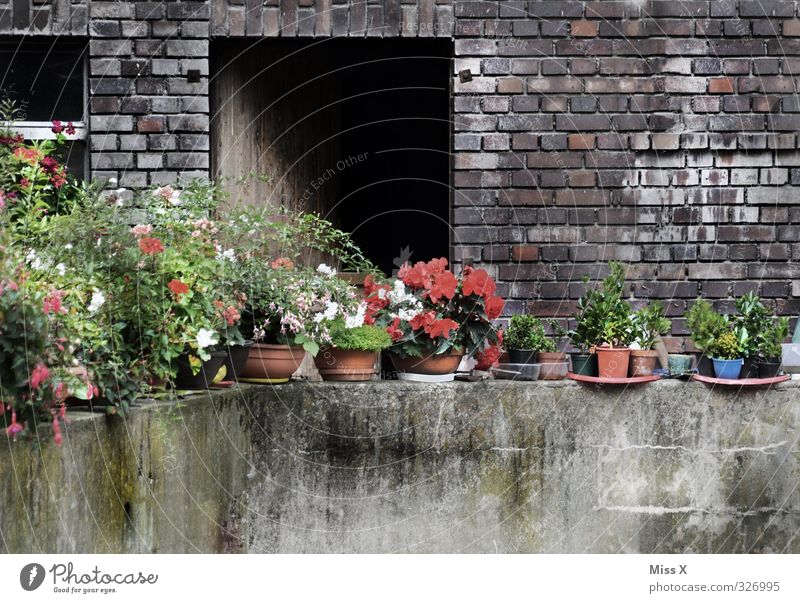 Mauer Häusliches Leben Wohnung Dekoration & Verzierung Blume Blüte Topfpflanze Garten Wand Balkon Blühend dreckig Verfall Bauernhof Bauerngarten Blumentopf