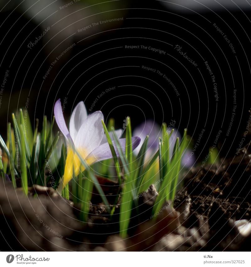 Schlussverkauf Pflanze Tier Blatt Blüte Krokusse Garten Park Blühend Duft ästhetisch Freundlichkeit schön natürlich wild braun gelb grün violett schwarz