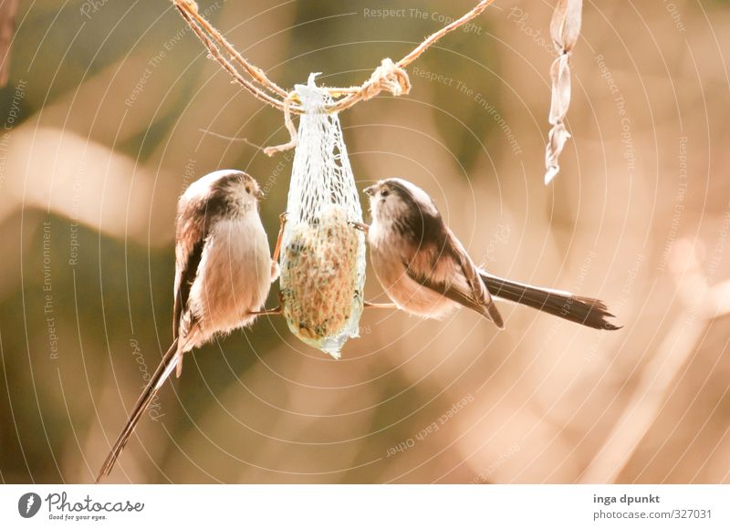 Futtern Umwelt Natur Tier Winter Garten Park Wildtier Vogel Meisen Singvögel Meisenkugel 2 Tierpaar Essen Fressen füttern hängen Vogelfutter Futterplatz