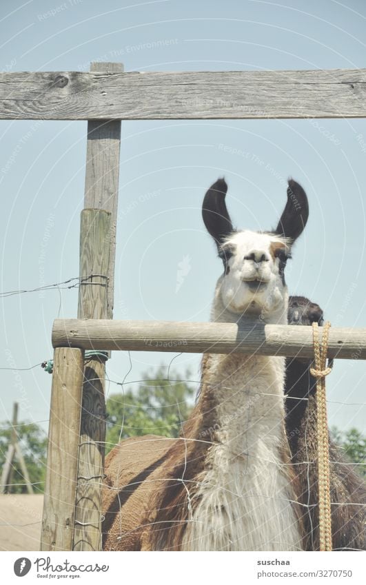 mal noch ein lama .. Lama Tier Haustier Nutztier Kamel spucken Blick Paarhufer tiergestützte Therapie Bauernhof Hof Weide Gehege Zaun Zaunpfahl Holzzaun Fell