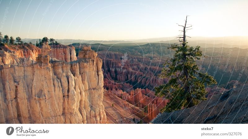 Utah morning II Wolkenloser Himmel Baum Felsen Berge u. Gebirge Schlucht gold orange Freiheit Horizont Idylle ruhig Ferne Bryce Canyon Kiefer Farbfoto