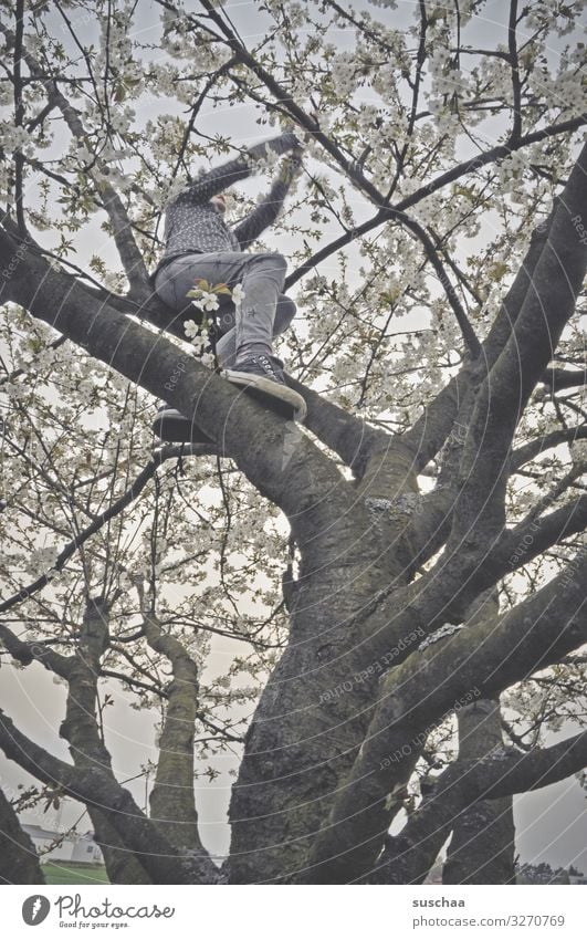 baumkletterin Baum Ast Baumstamm blühen Blüte Frühling oben Klettern Kind Mädchen jungenhaft Freude Lebensfreude Natur wild Außenaufnahme Bäumeklettern Mut