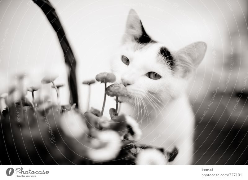 Verweile, und rieche an den Blumen Pflanze Tier Haustier Katze Tiergesicht Fell Ohr Auge Schnauze 1 Tierjunges Blühend Neugier niedlich Sympathie ruhig