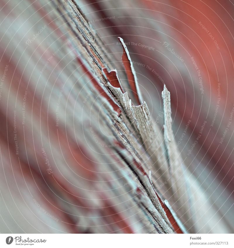 abgeblättert.... Holz alt kaputt natürlich grau rot weiß "Splitter Farbe Holzsplitter Zerfall," Strukturen & Formen graphisch Farbfoto Makroaufnahme