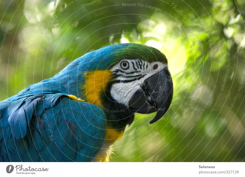 Blickfang Ferien & Urlaub & Reisen Tourismus Ausflug Sommer Sommerurlaub Sonne Zoo Umwelt Natur Pflanze Baum Garten Park Tier Wildtier Vogel Tiergesicht Flügel