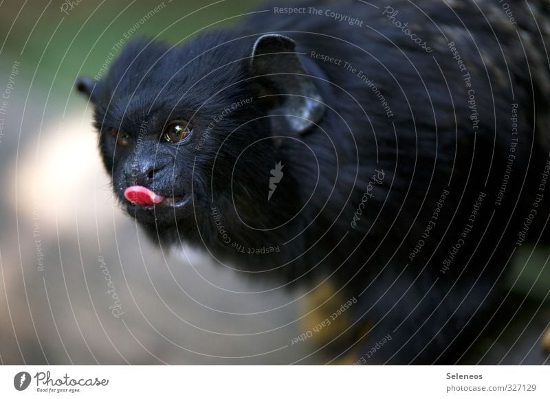 Bätsch Tourismus Umwelt Natur Tier Wildtier Tiergesicht Affen 1 klein nah Tierliebe Zunge Fell schwarz Appetit & Hunger Farbfoto Außenaufnahme Tag Licht