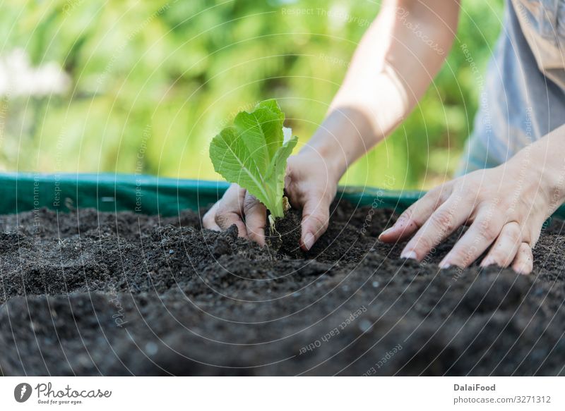 Salat zu Hause in hohe Töpfe pflanzen Gemüse Topf Sommer Garten Gartenarbeit Natur Landschaft Pflanze Erde Blatt Container Wachstum natürlich grün rot Ordnung