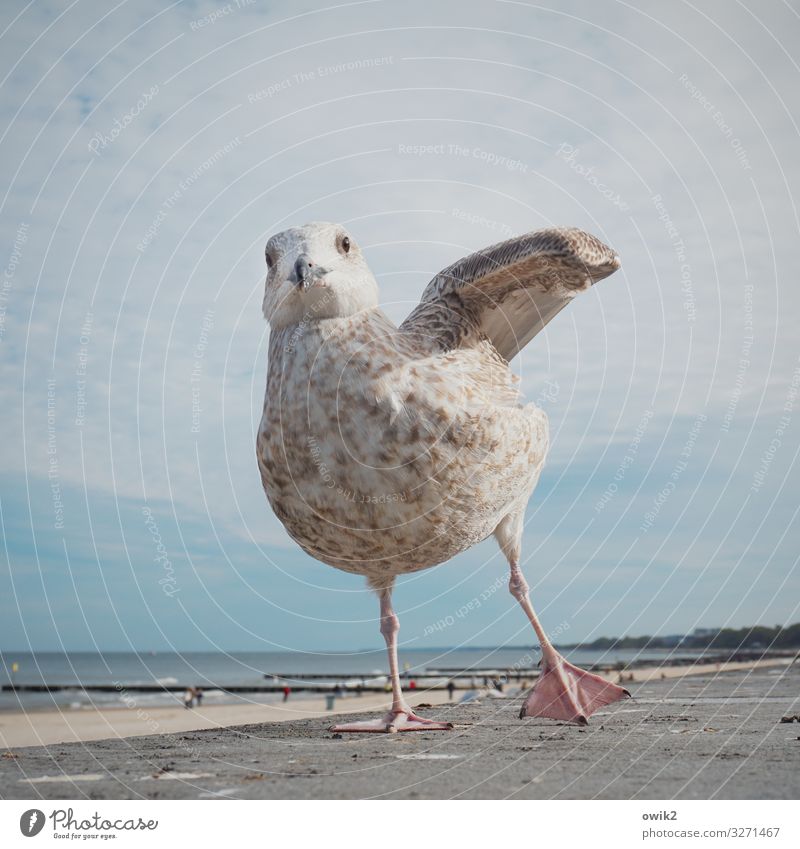 Dancing Queen Freude Glück Freizeit & Hobby Umwelt Natur Landschaft Himmel Wolken Horizont Schönes Wetter Küste Strand Ostsee Möwe 1 Tier Bewegung Blick