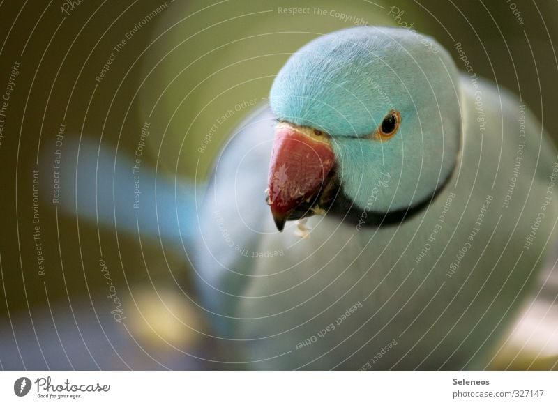 Piep Ferien & Urlaub & Reisen Tourismus Ausflug Safari Expedition Zoo Umwelt Natur Tier Vogel Tiergesicht Flügel Schnabel 1 nah natürlich Neugier Farbfoto