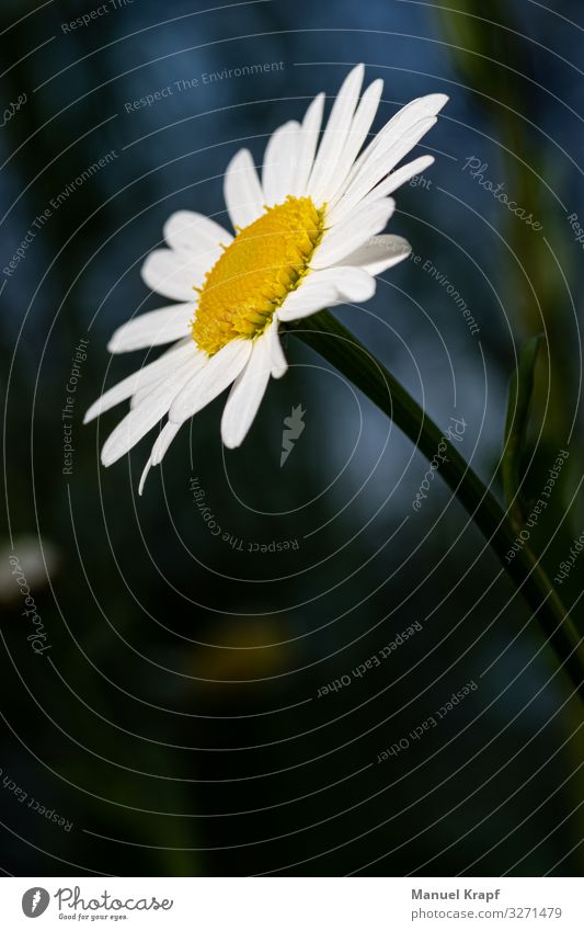 Margerite Natur Pflanze Blüte Wildpflanze Daisy Garten Park Wiese Gefühle Stimmung Freude Glück Fröhlichkeit Zufriedenheit Lebensfreude Frühlingsgefühle