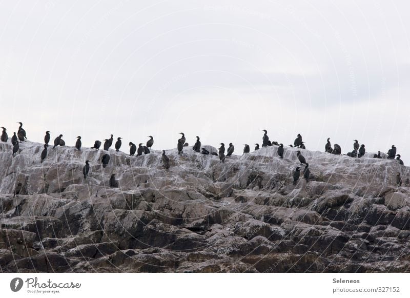 Vollversammlung Ferien & Urlaub & Reisen Tourismus Ausflug Umwelt Natur Felsen Küste Meer Tier Wildtier Vogel Tiergruppe Schwarm Zusammensein wild Kormoran