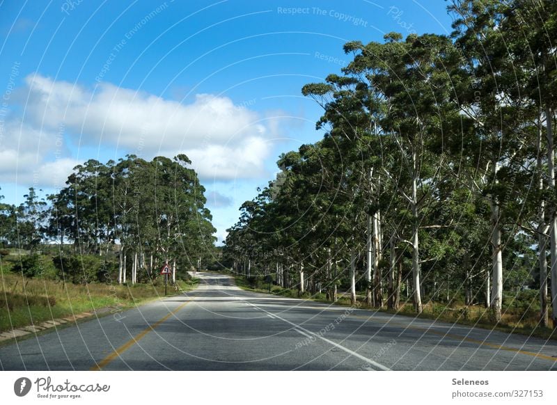 Roadtrip - los geht´s Ferien & Urlaub & Reisen Tourismus Ausflug Abenteuer Ferne Freiheit Sommer Sonne Umwelt Natur Landschaft Himmel Wolken Baum Straße