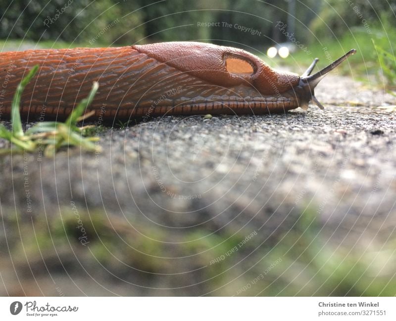 Nacktschnecke kriecht vor einem Auto über einen Weg Natur Tier Wege & Pfade Fahrzeug PKW Wildtier Schnecke Tiergesicht Nacktschnecken Wegschnecke 1 Tierpaar