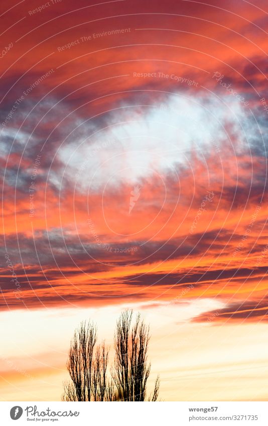 Abendrot mit Baumwipfeln Natur Urelemente Luft Himmel Wolken Sonnenaufgang Sonnenuntergang Schönes Wetter schön gelb schwarz Abenddämmerung Wolkenfeld