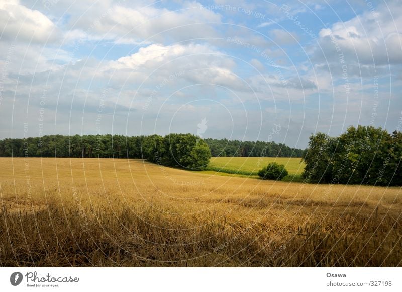 Brandenburgische Landschaft Umwelt Natur Pflanze Erde Sommer Baum Gras Nutzpflanze Feld Getreidefeld Hügel Landwirtschaft Kulturlandschaft Wolken Wolkenhimmel