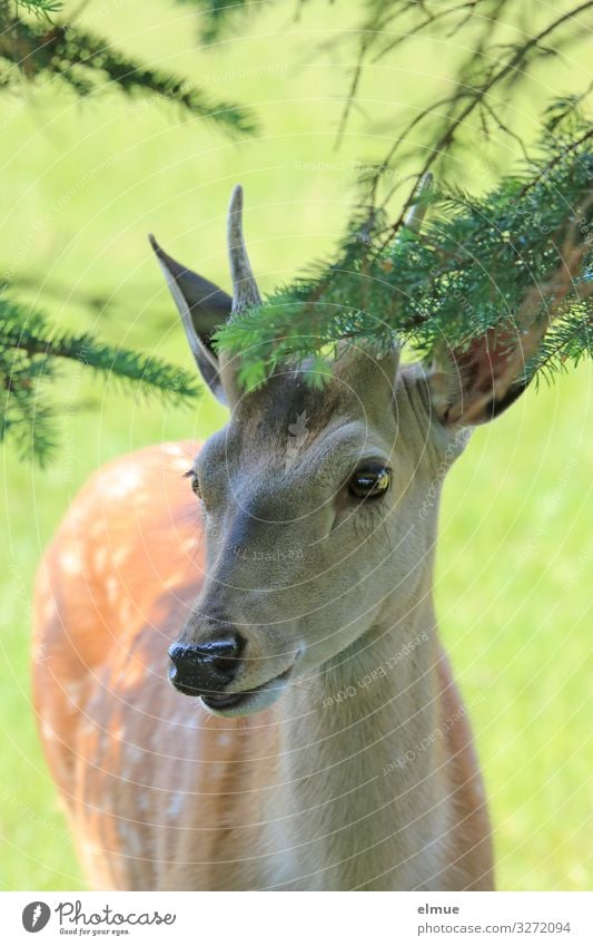 Sikabock Nadelbaum Wiese Sikahirsch Hirsche Hirschkopf Bock Spießer Kommunizieren Blick stehen nah Glück Tierliebe Abenteuer Natur Neugier Umweltschutz