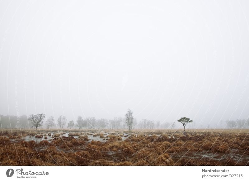 Nebelzeit ruhig Meditation Ausflug wandern Natur Landschaft Pflanze Herbst Winter Klima Wetter schlechtes Wetter Baum Wald Moor Sumpf Traurigkeit dunkel