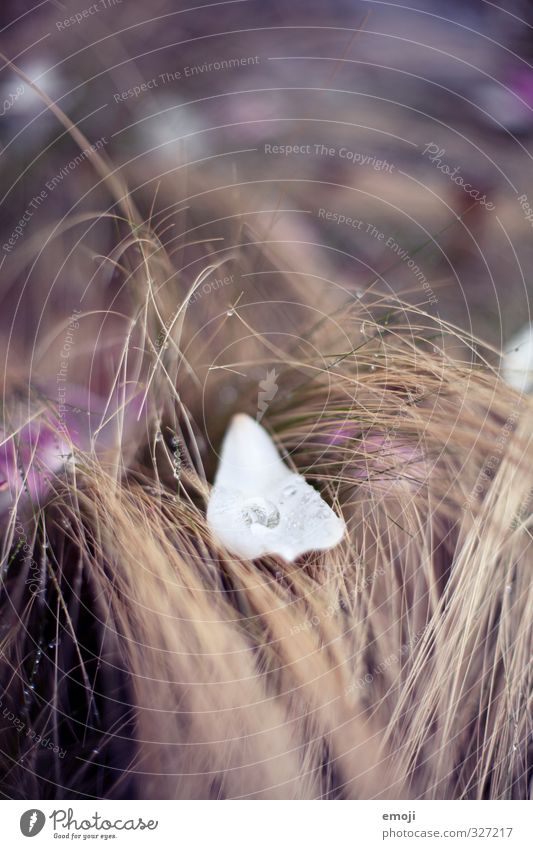 fang mich Umwelt Natur Pflanze Wassertropfen Blume Gras Sträucher Blüte nass natürlich Farbfoto Außenaufnahme Makroaufnahme Menschenleer Tag