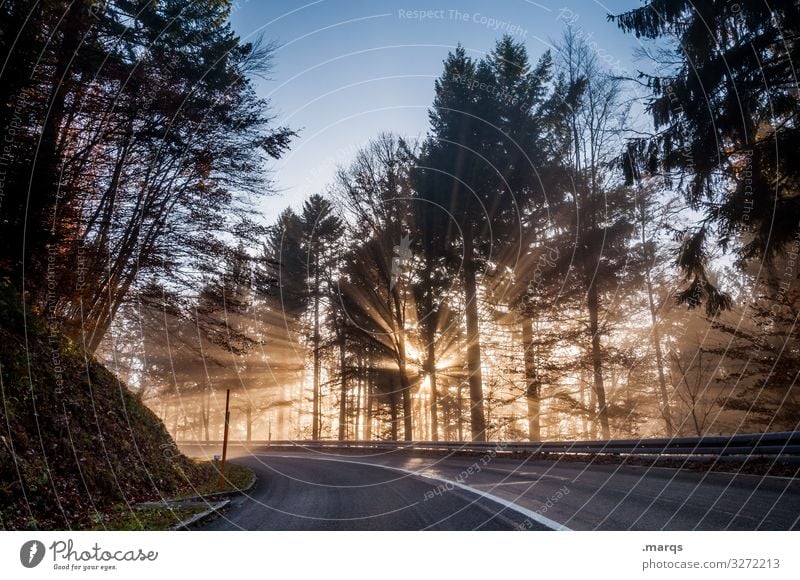 Morgensonne Natur Wolkenloser Himmel Klima Schönes Wetter Wald Verkehr Verkehrswege Straße Kurve fahren schön Stimmung Mobilität Ziel Farbfoto Außenaufnahme