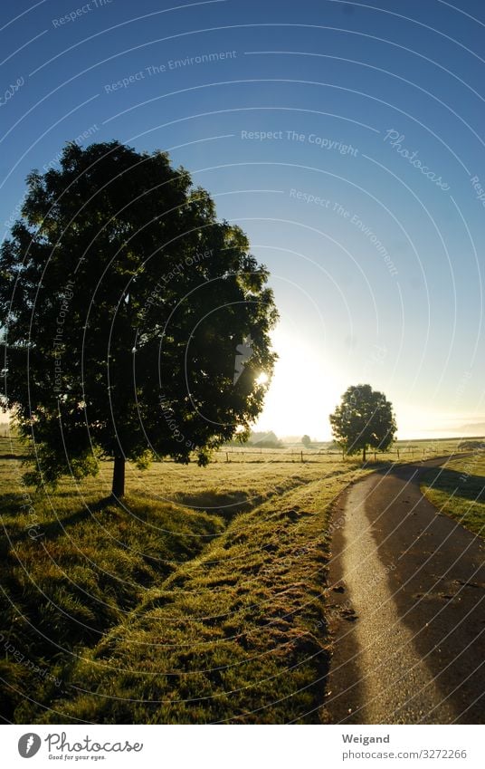 Morgenlicht Wohlgefühl Zufriedenheit Sinnesorgane Erholung ruhig Meditation Straße Sympathie Morgendämmerung Sonne Wege & Pfade Baum wandern Farbfoto