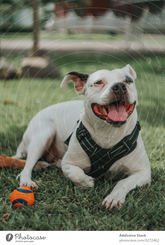 Bezaubernder Hund spielt mit Ball auf der Straße Spiel staffordshire Tier Haustier heimisch spielen Lifestyle züchten Eckzahn Kabelbaum Wirbeltier gehorsam