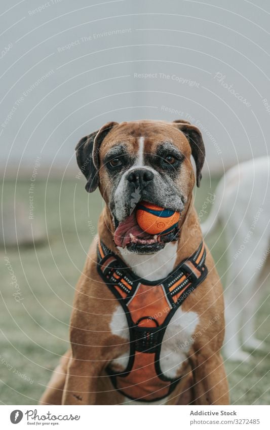 Freundlicher Hund spielt mit dem Ball auf der Straße spielen Boxer Tier Haustier heimisch Lifestyle züchten Eckzahn Kabelbaum Wirbeltier gehorsam Spaziergang