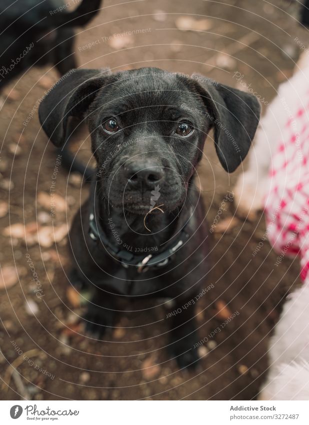 Süßer schwarzer Welpe sitzt auf der Straße Hund niedlich Haustier Porträt bezaubernd heimisch Lifestyle Mischling Kragen Tier Eckzahn Wirbeltier gehorsam