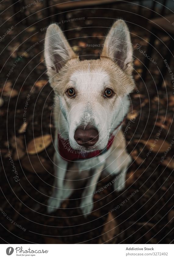 Liebenswerter Mischlingshund auf der Straße am Boden liegend Hund Lügen niedlich Anzug Haustier Porträt bezaubernd Feiertag Kragen Lifestyle Tier Eckzahn