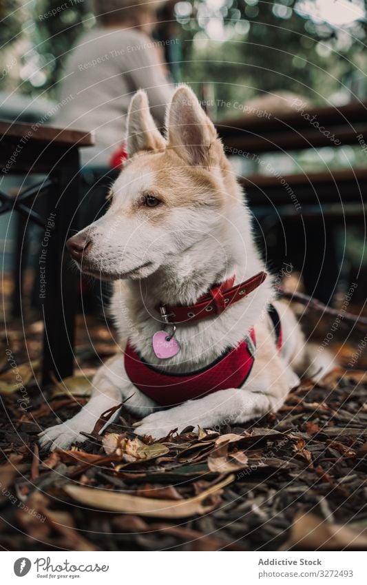 Liebenswerter Mischlingshund auf der Straße am Boden liegend Hund Lügen niedlich Anzug Haustier Porträt bezaubernd Feiertag Kragen Lifestyle Tier Eckzahn