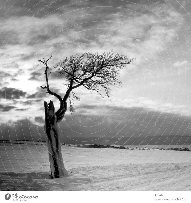 . Landschaft Himmel Wolken Winter Schnee Baum Feld Berge u. Gebirge dunkel kalt natürlich trist schwarz weiß Stimmung schön ruhig Einsamkeit Partnerschaft