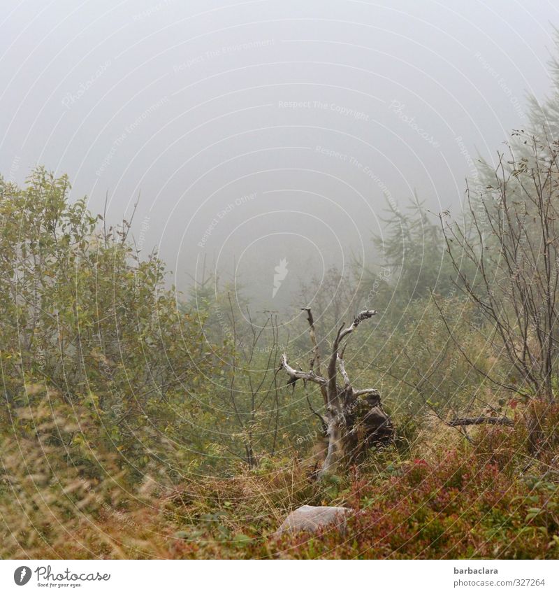 Das wär doch nicht nötig gewesen! | entwurzelt Natur Landschaft Pflanze Himmel Klima Nebel Sträucher Baumwurzel Hügel Hochebene Stein Holz dehydrieren Wachstum