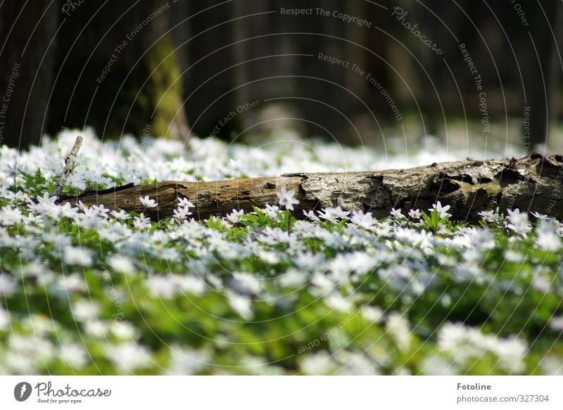 Blütenteppich Umwelt Natur Landschaft Pflanze Frühling Schönes Wetter Baum Blume Wald hell natürlich Wärme braun grün weiß Buschwindröschen Baumstamm Frühblüher