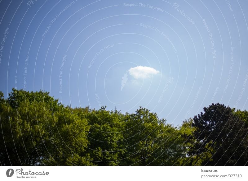 sillen. Wohlgefühl Zufriedenheit Sinnesorgane Erholung Natur Himmel Wolkenloser Himmel Frühling Sommer Klima Wetter Schönes Wetter Wärme Baum Garten Park Wald