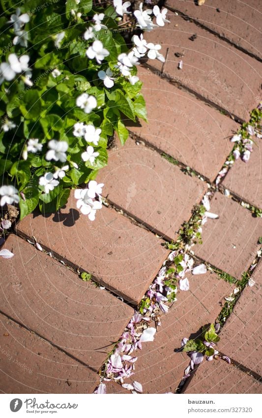 wegesrand. Zufriedenheit Sinnesorgane Erholung Ausflug Schönes Wetter Pflanze Blume Blatt Blüte Garten Park Fußgänger Wege & Pfade Stein Linie Blühend gehen