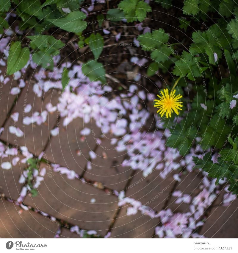 randerscheinung. Ausflug Pflanze Blume Blatt Blüte Garten Park Platz Wege & Pfade Stein Linie Blühend gehen verblüht Duft gelb grün rosa rot Pflastersteine