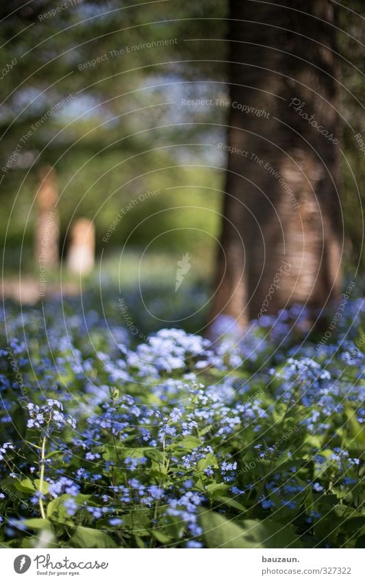 vergiss mein nicht. Sinnesorgane Erholung Ausflug Natur Pflanze Frühling Schönes Wetter Baum Blume Blüte Garten Park Menschenleer Blühend Duft träumen frisch