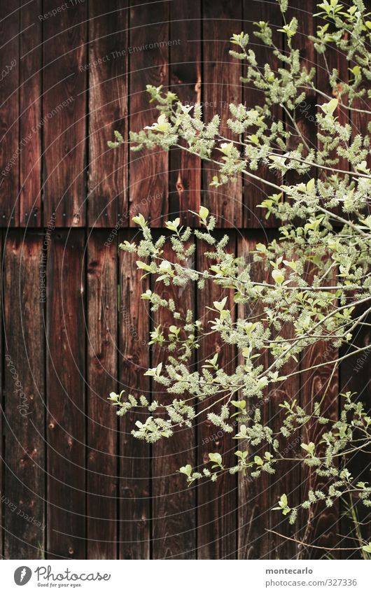 Kontrast Umwelt Natur Pflanze Frühling Baum Sträucher Blatt Blüte Grünpflanze Wildpflanze Hütte Holz dünn authentisch frisch natürlich wild weich braun grün