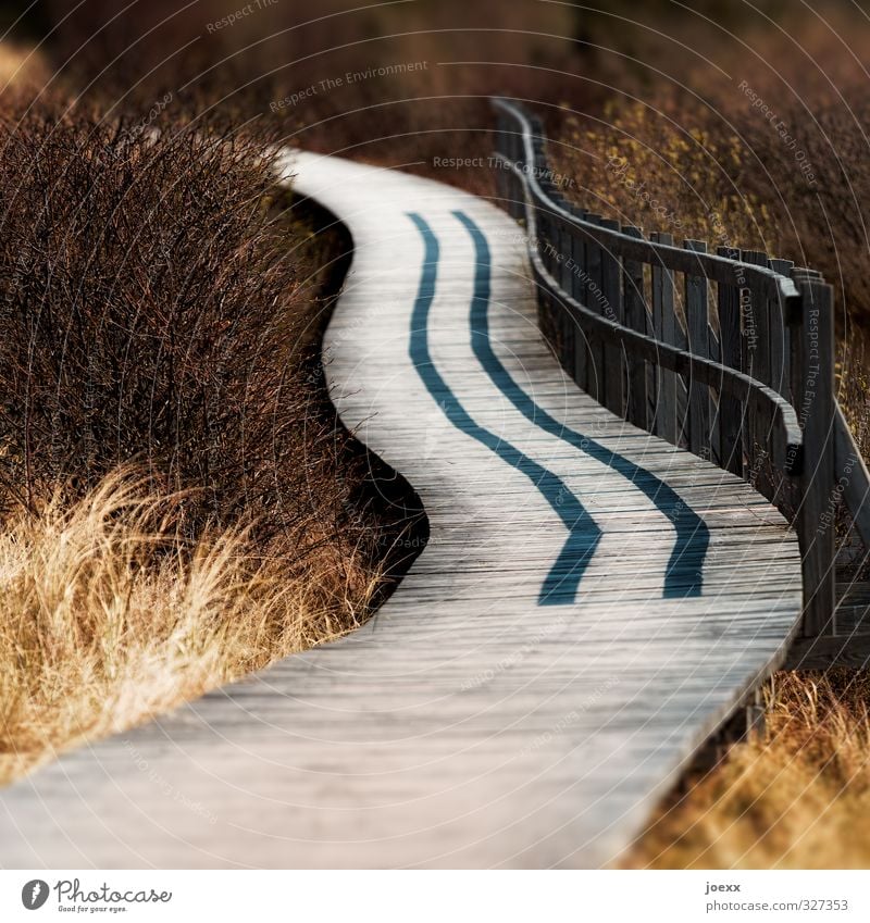 Und wo bist Du? Landschaft Schönes Wetter Park Insel Amrum Wege & Pfade schön braun gelb schwarz Farbfoto Gedeckte Farben Außenaufnahme Menschenleer Tag