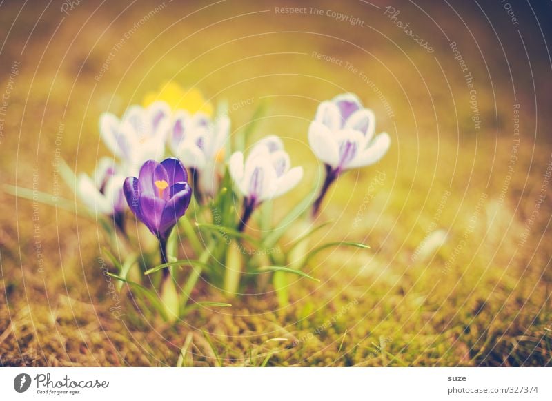 Küssen kann man nicht alleine ... Duft Garten Natur Pflanze Frühling Blume Blüte Wiese Blühend leuchten Wachstum authentisch natürlich retro gelb grün