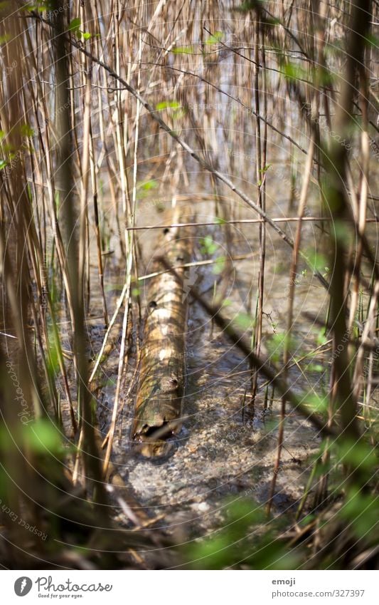 Schwemmholz Umwelt Natur Wasser Pflanze Seeufer nass natürlich Treibholz Holz Farbfoto Außenaufnahme Nahaufnahme Menschenleer Tag Schwache Tiefenschärfe