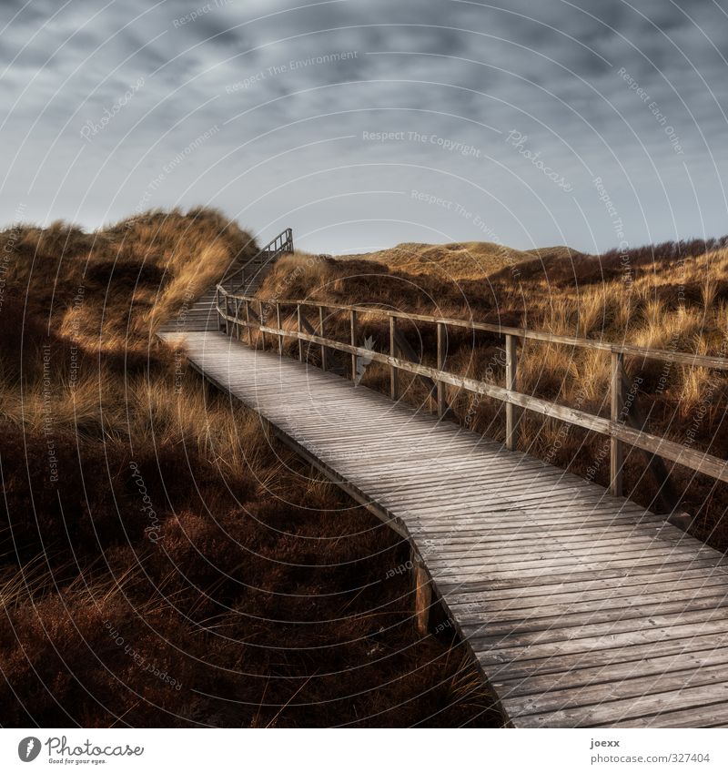 Und wenn Du einsam bist Landschaft Himmel Wolken Wetter Wiese Hügel Nordsee Insel Amrum Dünengras Wege & Pfade schön braun gelb grau Hoffnung Horizont Idylle