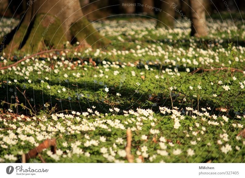 Offensichtlich Natur Landschaft Pflanze Erde Baum Wald Blühend hell schön braun grün weiß Frühlingsgefühle Buschwindröschen Waldboden Wurzelgemüse Farbfoto