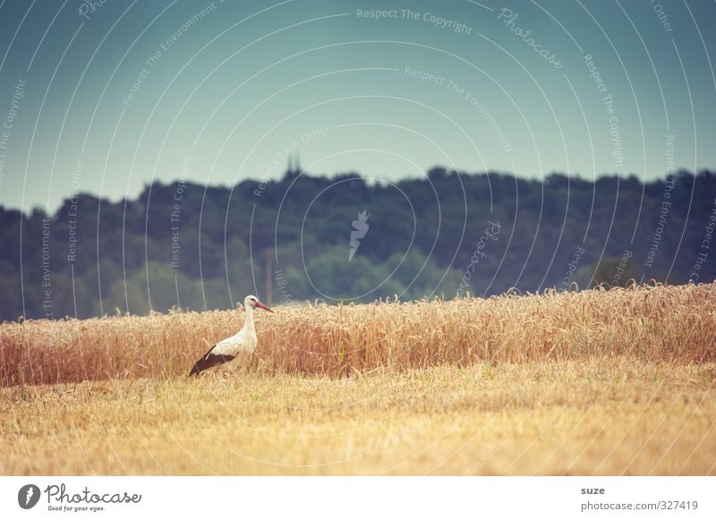 Erntehelfer Getreide Glück Sommer Umwelt Natur Landschaft Tier Himmel Wolkenloser Himmel Horizont Schönes Wetter Feld Wald Wildtier Vogel Flügel Zeichen stehen