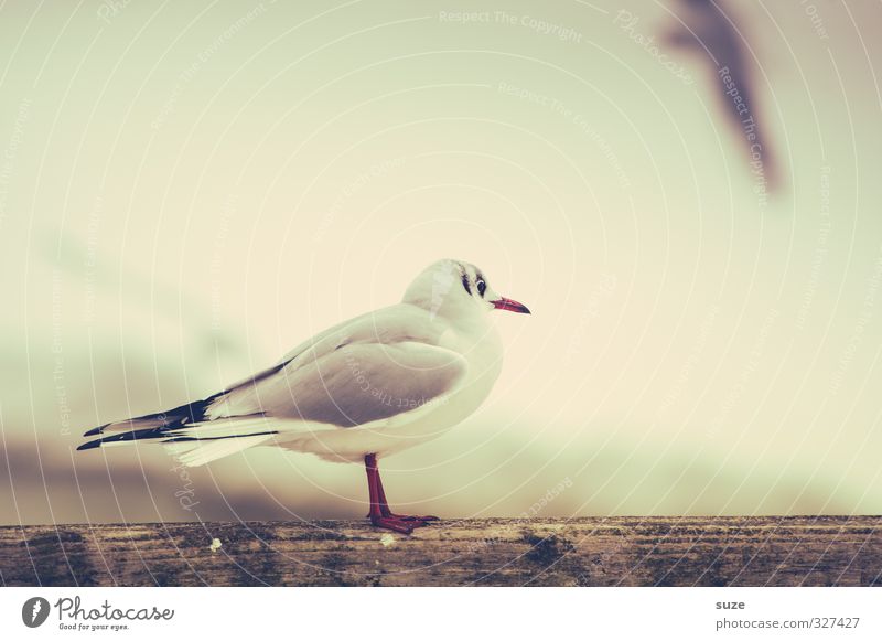 Ohne dich ist alles doof ruhig Umwelt Natur Tier Himmel Wildtier Vogel 1 Holz stehen warten hell klein niedlich retro weiß Sehnsucht Fernweh Einsamkeit Möwe