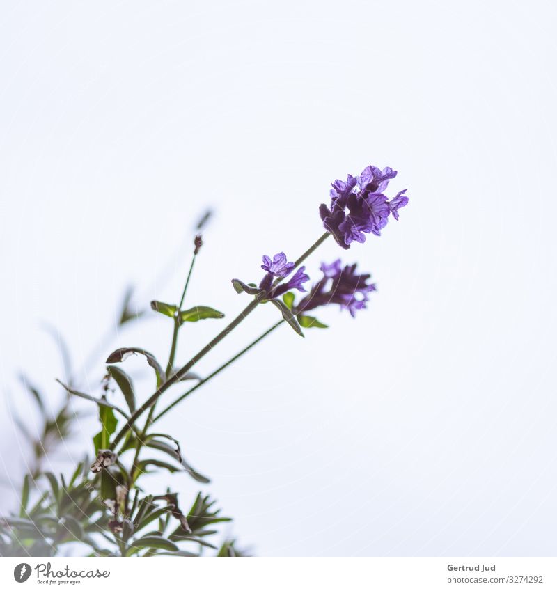 Lavendelblüte Natur Pflanze Herbst Blume Blüte Stil Blumen und Pflanzen Farbfoto Gedeckte Farben Außenaufnahme Nahaufnahme Textfreiraum rechts Textfreiraum oben