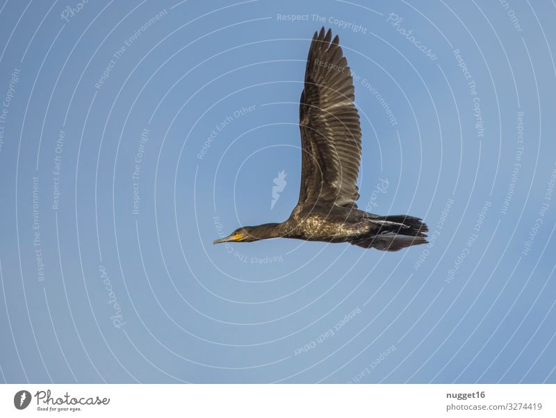 Kormoran im Flug Umwelt Natur Tier Himmel Wolkenloser Himmel Frühling Sommer Herbst Winter Schönes Wetter Wildtier Vogel Tiergesicht Flügel 1 ästhetisch