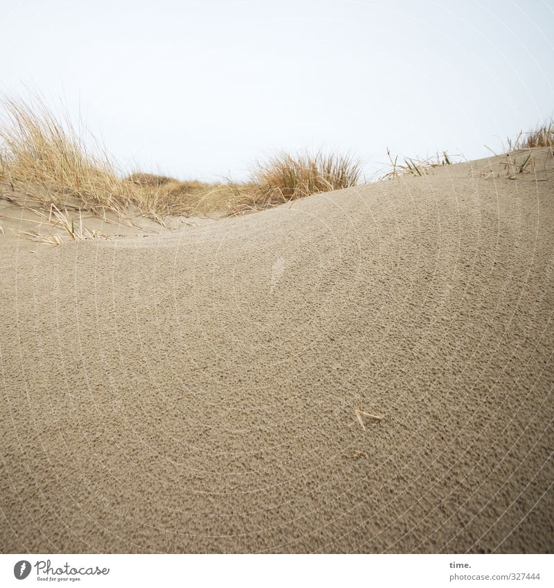 Rømø | Hinterland Umwelt Natur Landschaft Sand Himmel Horizont Küste Strand Nordsee Düne Dünengras kalt natürlich weich braun gelb Verschwiegenheit schön