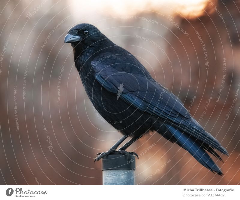 Rabe im Abendlicht Natur Tier Sonne Sonnenlicht Schönes Wetter Wildtier Vogel Tiergesicht Flügel Krallen Kolkrabe Krähe Rabenvögel Kopf Schnabel Auge Feder