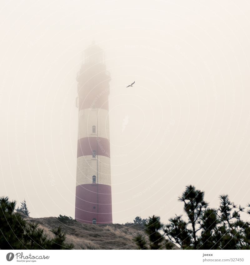 Zünde alle Feuer Luft Wolken schlechtes Wetter Nebel Insel Amrum Leuchtturm Vogel Möwe 1 Tier fliegen alt gelb rot schwarz weiß Farbfoto Gedeckte Farben