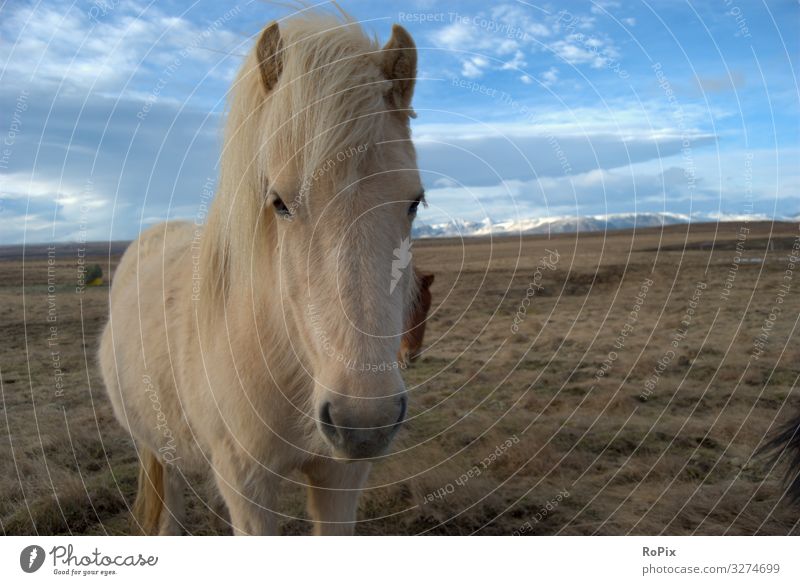 Islandpferd auf einer frostigen Wiese. Lifestyle schön Gesundheit sportlich Fitness Wellness Leben Wohlgefühl ruhig Meditation Freizeit & Hobby Reiten